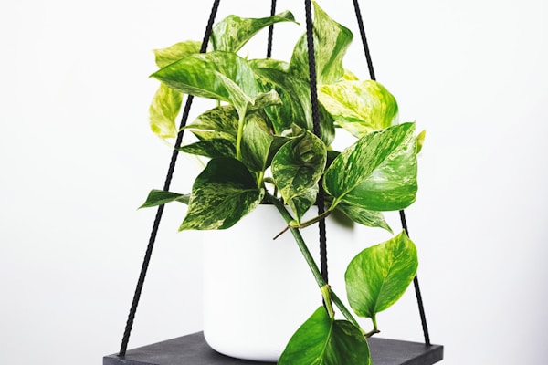 德甲联赛拜仁慕尼黑对阵多特蒙德高清直播画面